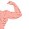 Strong power muscle arms vector