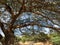 The strong and powerful old tree entwined beside the city wall