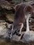 A Strong Powerful Red Kangaroo Quenching His Thirst.