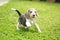Strong purebred silver tri color beagle puppy in action
