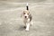Strong purebred silver tri color beagle puppy in action