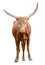 Strong red brown bull ox isolated