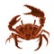 Strong red crab with a large claw in a protective pose.