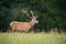 Strong red deer stag standing on a open pasture in nature