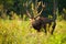 Strong red deer standing in riparian forest at sunset.