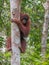 Strong red orangutan peeks out from behind the large tree (Kumai, Indonesia)