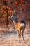 Strong roe deer buck chewing with open mouth on a meadow in evening light