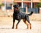 A strong rottweiler dog in the field