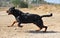 A strong rottweiler dog in the field