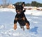 A strong rottweiler running in the snow