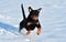 A strong rottweiler running in the snow