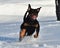 A strong rottweiler running in the snow