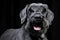 Strong schnauzer portrait in black background