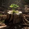 A strong seedling growing in the center trunk of cut stumps tree new life