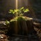 A strong seedling growing in the center trunk of cut stumps tree new life