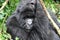 A strong silver back mountain gorilla