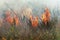 Strong smoke in steppe. Forest and steppe fires destroy fields and steppes during severe droughts. Fire, strong smoke. Blur focus