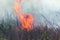 Strong smoke in steppe. Forest and steppe fires destroy fields and steppes during severe droughts. Fire, strong smoke. Blur focus