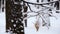 The strong snowfall in the forest. Branches covered with snow sway in the wind