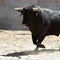 A strong spanish black bull