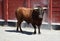 A strong spanish bull with big horns in a traditional spectacle of bullfight in spain