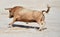 A strong spanish bull with big horns in a traditional spectacle of bullfight in spain