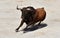 A strong spanish bull with big horns in a traditional spectacle of bullfight in spain