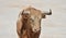 A strong spanish bull with big horns in a traditional spectacle of bullfight in spain