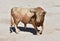 A strong spanish bull with big horns in a traditional spectacle of bullfight in spain