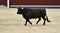 A strong spanish bull in the bullring arena on a traditional spectacle of bullfight