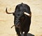 A strong spanish bull in the bullring arena on a traditional spectacle of bullfight