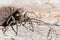 Strong Spider sitting on Wood, closeup of a Female Spider