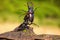 Strong stag beetle lifting its rival over head in fierce fight in nature