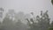 Strong storm wind sways the trees and heavy rains in northern Thailand. Tropical rainstorm.