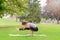 Strong supple woman working out in a park