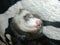 Strong and sweet dream ferret
