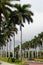 Strong tall palm trees in Key West Florida