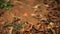 Strong tiny orange dandelion on a red clay with dry leaves in summer, Africa