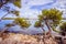 Strong trees at the beautiful coast of Croatia, clear blue water