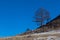 Strong trees on the slope of the hill on Olkhon island,Russia