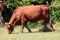 Strong well fed dark brown cow with large bell around neck walking and eating grass