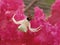 A strong white colored crab spider with a prey fly sitting on a pink flower