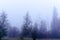 Strong white morning fog envelops the residential area with trees in the Northern taiga