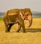 Strong Wild elephant