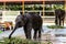 Strong wild elephants have been tamed to become zoo animal performance tools. They eat food leisurely and perform various actions