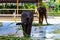 Strong wild elephants have been tamed to become zoo animal performance tools. They eat food leisurely and perform various actions