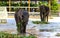 Strong wild elephants have been tamed to become zoo animal performance tools. They eat food leisurely and perform various actions