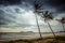 Strong wind attacked the coconut trees along Pharadonphap Beach in Chumphon Province,southern Thailand