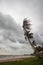 Strong wind attacked the coconut trees along Pharadonphap Beach in Chumphon Province,southern Thailand