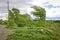 Strong wind bends the branches of trees in the countryside.